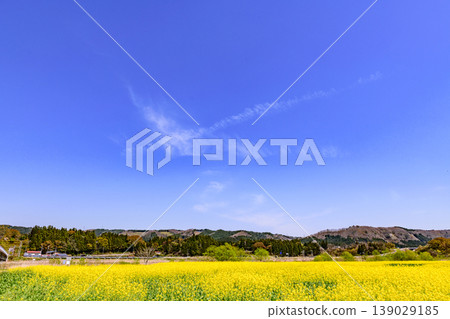 A field of rapeseed flowers at Kawatabi Onsen, Miyagi Prefecture. A field of rapeseed flowers at Kawatabi Onsen, Miyagi Prefecture. 139029185