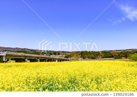 A field of rapeseed flowers at Kawatabi Onsen, Miyagi Prefecture. A field of rapeseed flowers at Kawatabi Onsen, Miyagi Prefecture. 139029186