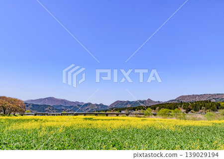 A field of rapeseed flowers at Kawatabi Onsen, Miyagi Prefecture. A field of rapeseed flowers at Kawatabi Onsen, Miyagi Prefecture. 139029194
