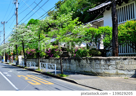 A quiet, upscale residential area around Komaba-Todaimae Station, lined with dogwood trees in bloom. 139029205