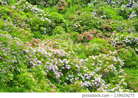 Hydrangeas in Shimoda, Izu Hydrangeas in Shimoda, Izu 139029275