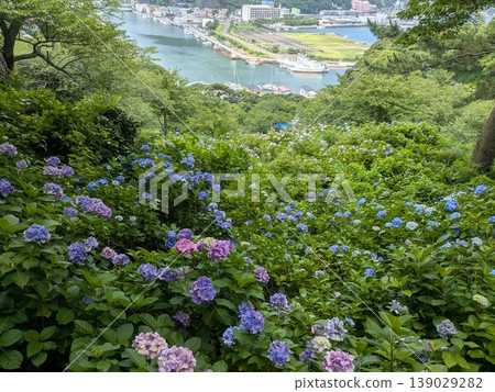 伊豆下田的繡球花 139029282