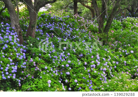 Hydrangeas in Shimoda, Izu Hydrangeas in Shimoda, Izu 139029288