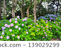 Hydrangeas in Shimoda, Izu 139029299