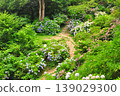 Hydrangeas in Shimoda, Izu 139029300