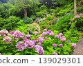 Hydrangeas in Shimoda, Izu 139029301