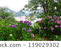 Hydrangeas in Shimoda, Izu 139029302