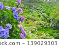 Hydrangeas in Shimoda, Izu 139029303