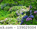 Hydrangeas in Shimoda, Izu 139029304