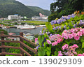 Hydrangeas in Shimoda, Izu 139029309