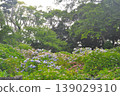 Hydrangeas in Shimoda, Izu 139029310