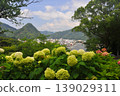 Hydrangeas in Shimoda, Izu 139029311