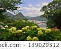 Hydrangeas in Shimoda, Izu 139029312