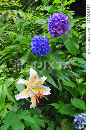 Hydrangeas in Shimoda, Izu Hydrangeas in Shimoda, Izu 139029313