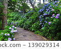 Hydrangeas in Shimoda, Izu 139029314
