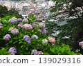 Hydrangeas in Shimoda, Izu 139029316
