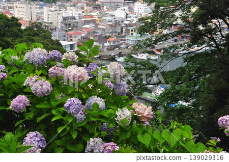 伊豆下田的繡球花 139029316