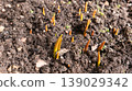 Spring Flower Shoots Emerging From Soil Representing New Growth and Seasonal Renewal 139029342