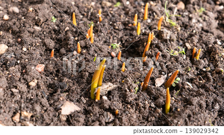 Spring Flower Shoots Emerging From Soil Representing New Growth and Seasonal Renewal Spring Flower Shoots Emerging From Soil Representing New Growth and Seasonal Renewal 139029342