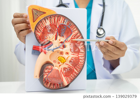 Chronic kidney disease, doctor with model for treatment urinary system, urology, Estimated glomerular filtration rate eGFR. Chronic kidney disease, doctor with model for treatment urinary system, urology, Estimated glomerular filtration rate eGFR. 139029379