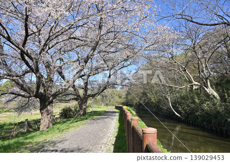 Minuma Rice Fields: 139029453