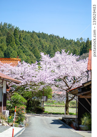 蓋仙時代的櫻花，潺潺的流水聲，以及絢麗的花朵。 139029483