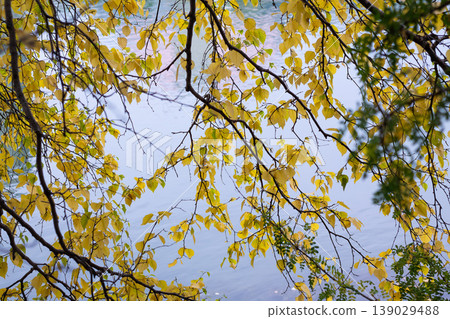 Trailing Yellow Foliage Of Paper Birch 139029488