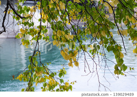 Green And Yellow Paper Birch Leaves By The River Green And Yellow Paper Birch Leaves By The River 139029489