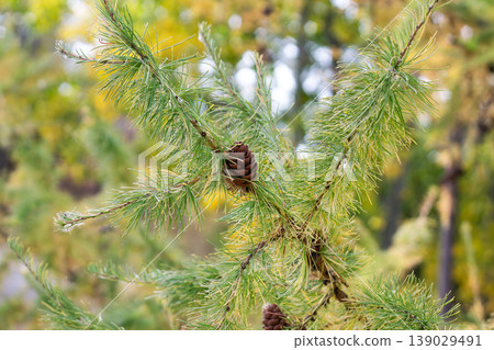 Tamarack Cone On The Branch Tamarack Cone On The Branch 139029491