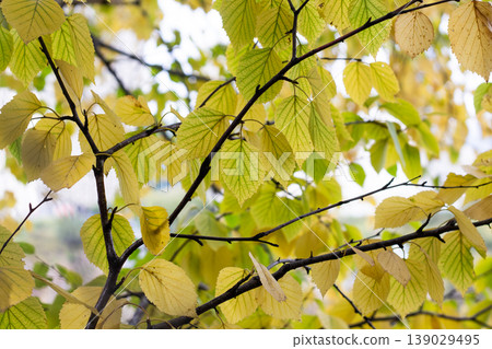Somewhat Green Mostly Yellow Paper Birch Leaves Somewhat Green Mostly Yellow Paper Birch Leaves 139029495