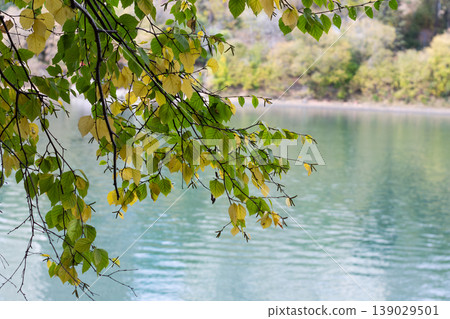 Green And Yellow Paper Birch Leaves By The River Green And Yellow Paper Birch Leaves By The River 139029501