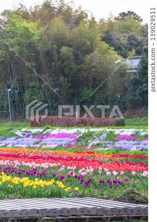 八重谷春風中,百花搖曳,構成一幅色彩斑斕的田園畫卷。 八重谷春風中,百花搖曳,構成一幅色彩斑斕的田園畫卷。 139029511