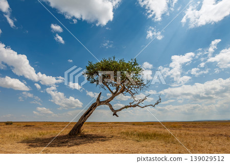 A lone leaning acacia tree in a Kenya National Park, Africa A lone leaning acacia tree in a Kenya National Park, Africa 139029512