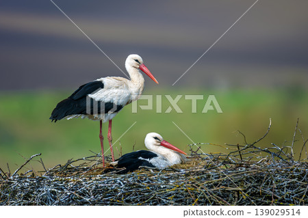 White storks nesting, one standing, one incubating eggs White storks nesting, one standing, one incubating eggs 139029514