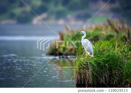 Great egret perching on grass tuft in wetland 139029515