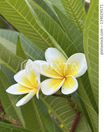 plumeria, frangipani, flower 139029571