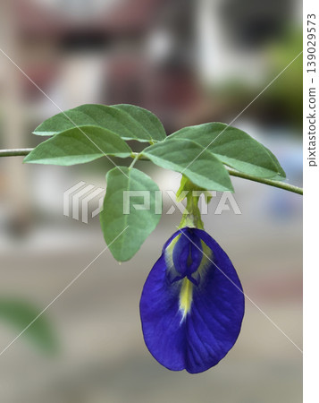 blossom, bloom, flower 139029573