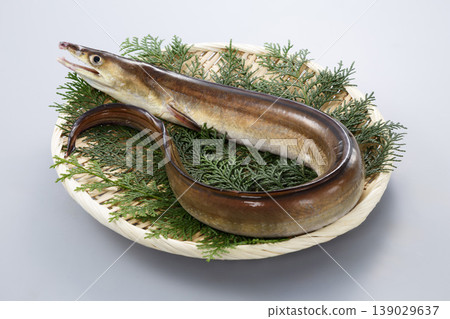 Fresh conger eel Fresh conger eel 139029637