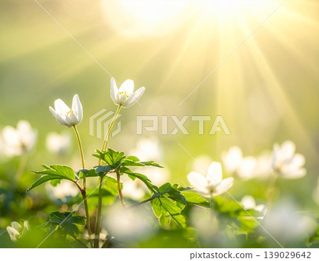 陽光灑在春天盛開的小白花上，構成了一幅寧靜祥和的自然景象。 139029642