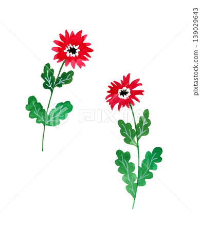 時尚的紅、白、黑三色花朵——手繪水彩植物插圖。 139029643
