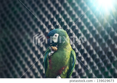 Variety of vividly vibrant colorful parrot Macaw sitting in dark background. Variety of vividly vibrant colorful parrot Macaw sitting in dark background. 139029673