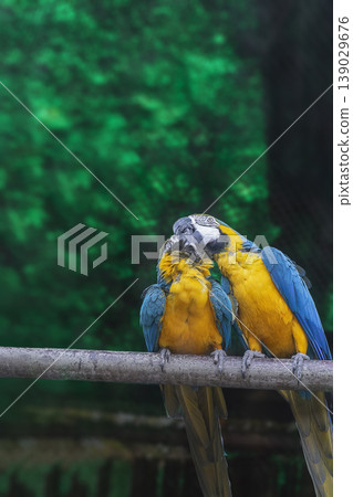 Variety of vividly vibrant colorful parrot Macaw sitting in dark background. Variety of vividly vibrant colorful parrot Macaw sitting in dark background. 139029676