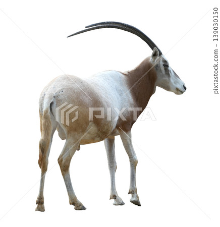 Scimitar-horned oryx (Oryx dammah) standing isolated on white background 139030150