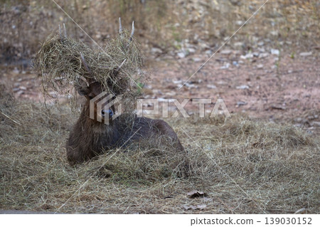 Majestic Rusa deer stag with dry grass on antlers during rutting season 139030152