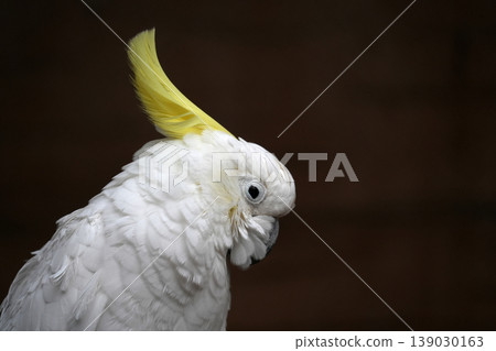 Close-up portrait of a Sulphur-crested Cockatoo (Cacatua galerita) head against a blurred natural background Close-up portrait of a Sulphur-crested Cockatoo (Cacatua galerita) head against a blurred natural background 139030163