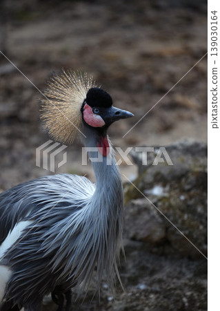 Grey Crowned Crane (Balearica regulorum) standing in a zoo enclosure with soft natural lighting Grey Crowned Crane (Balearica regulorum) standing in a zoo enclosure with soft natural lighting 139030164