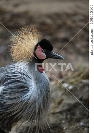 Grey Crowned Crane (Balearica regulorum) standing in a zoo enclosure with soft natural lighting Grey Crowned Crane (Balearica regulorum) standing in a zoo enclosure with soft natural lighting 139030165