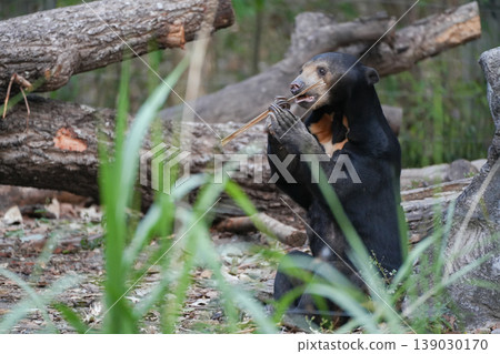 Malayan Sun Bear sitting on the ground and chewing a tree stick Malayan Sun Bear sitting on the ground and chewing a tree stick 139030170