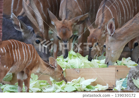 herd of Nyala antelopes eating fresh vegetables from a wooden feeding trough in a wildlife park herd of Nyala antelopes eating fresh vegetables from a wooden feeding trough in a wildlife park 139030172