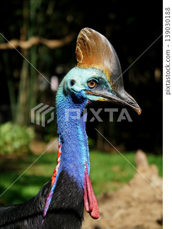 Close-up portrait of a Southern cassowary 139030188